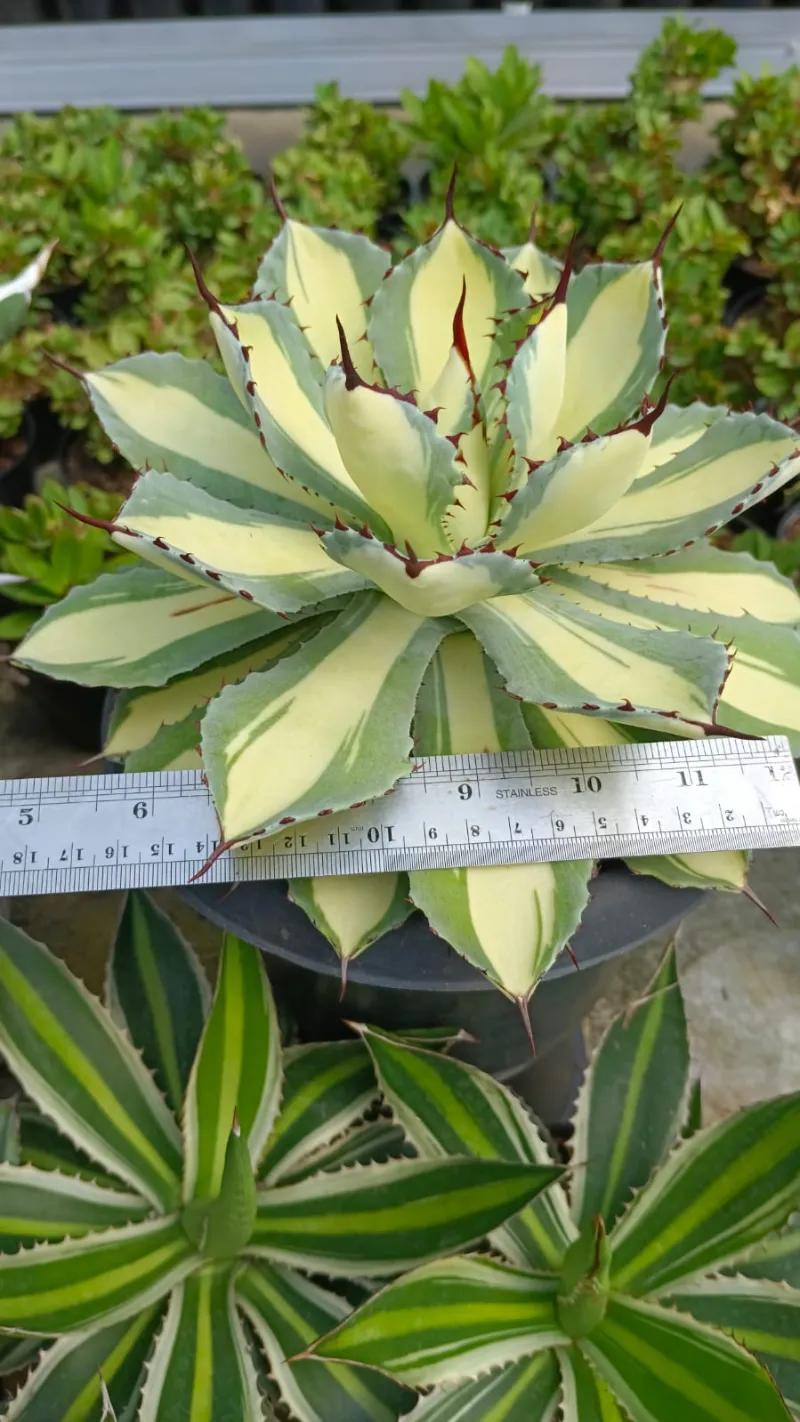 Cactus specimen plant