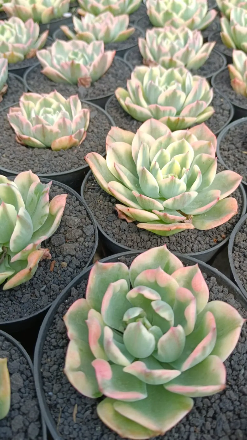 Echeveria rosette plant