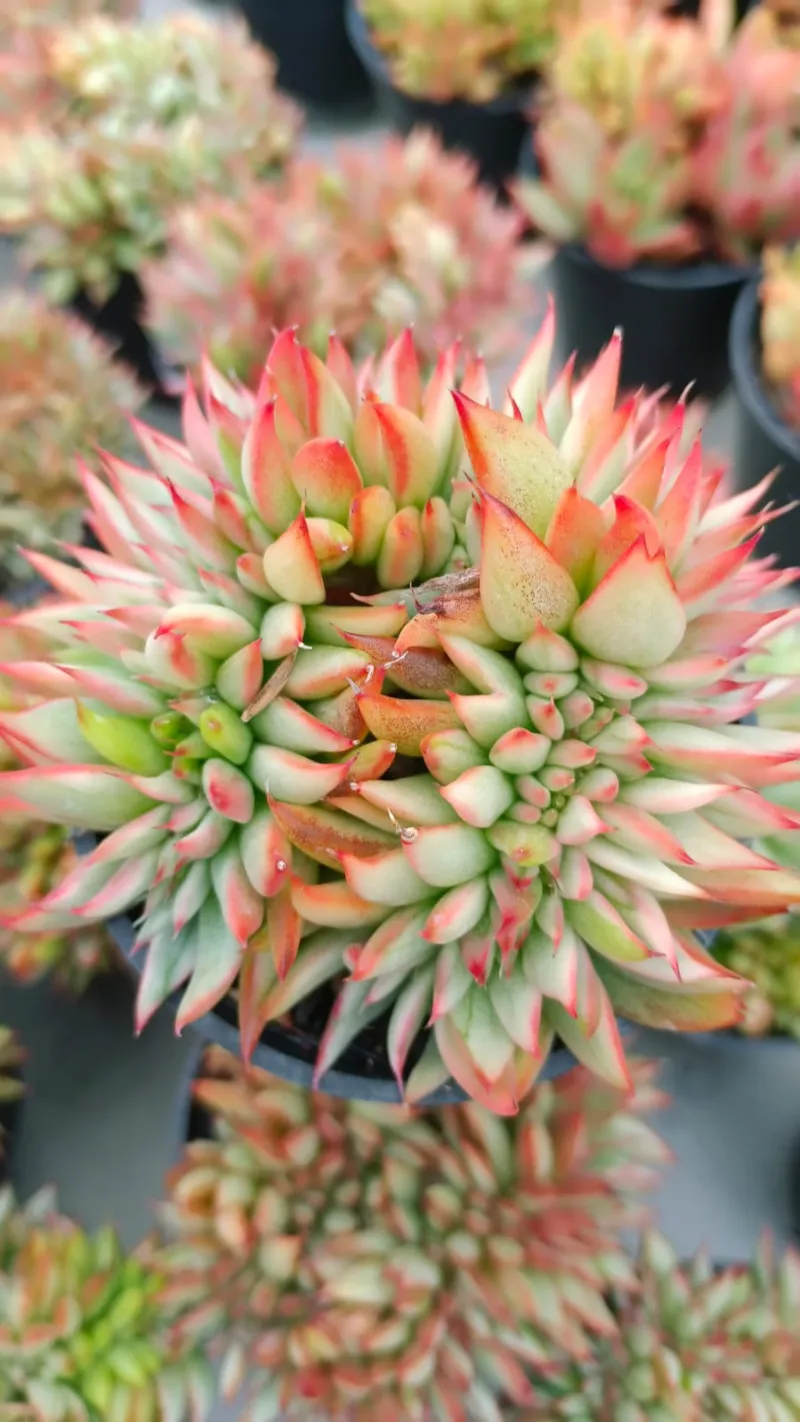 Mature ornamental plant — Mutiara Plant nursery