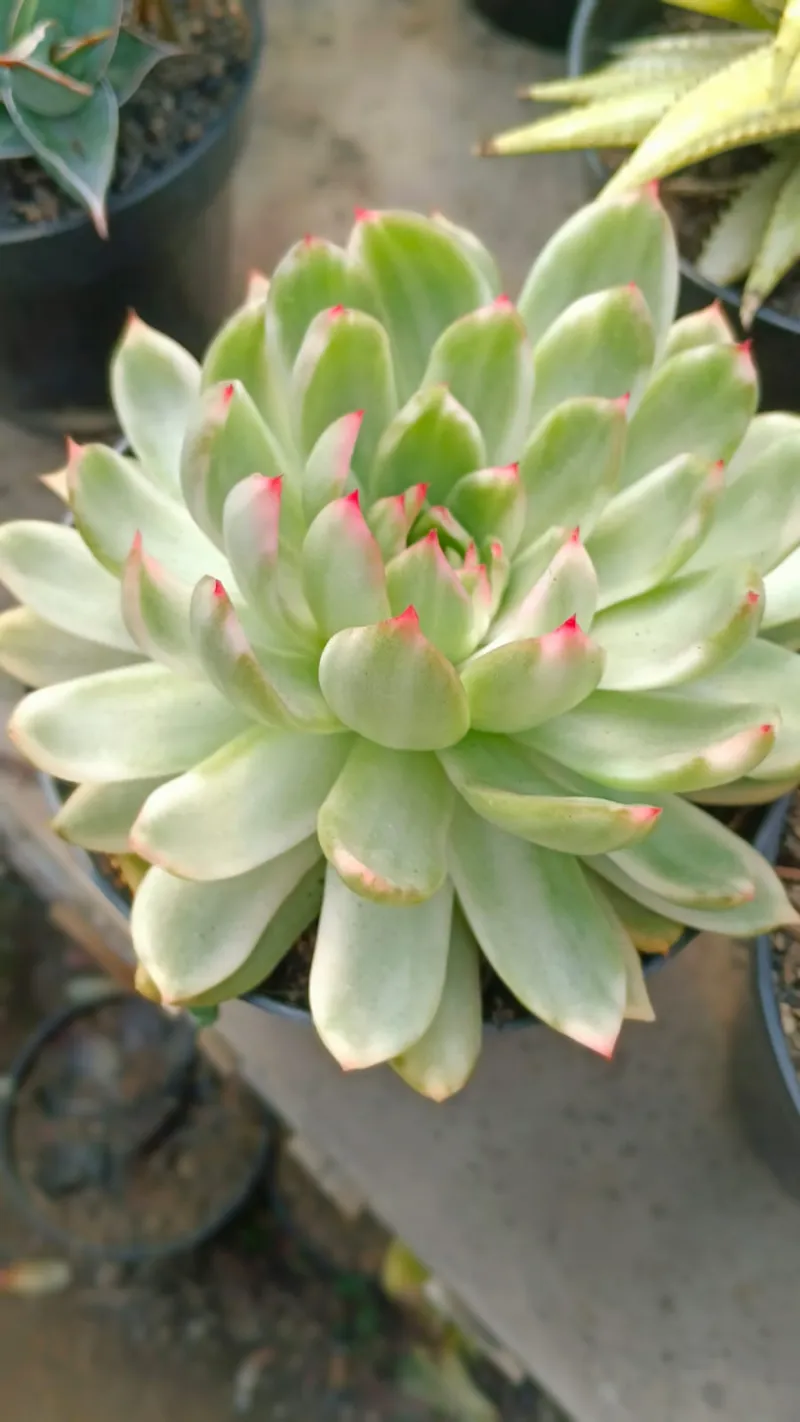 Echeveria compact form