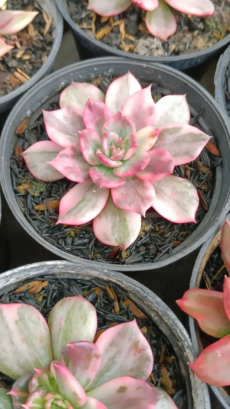 Echeveria premium rare