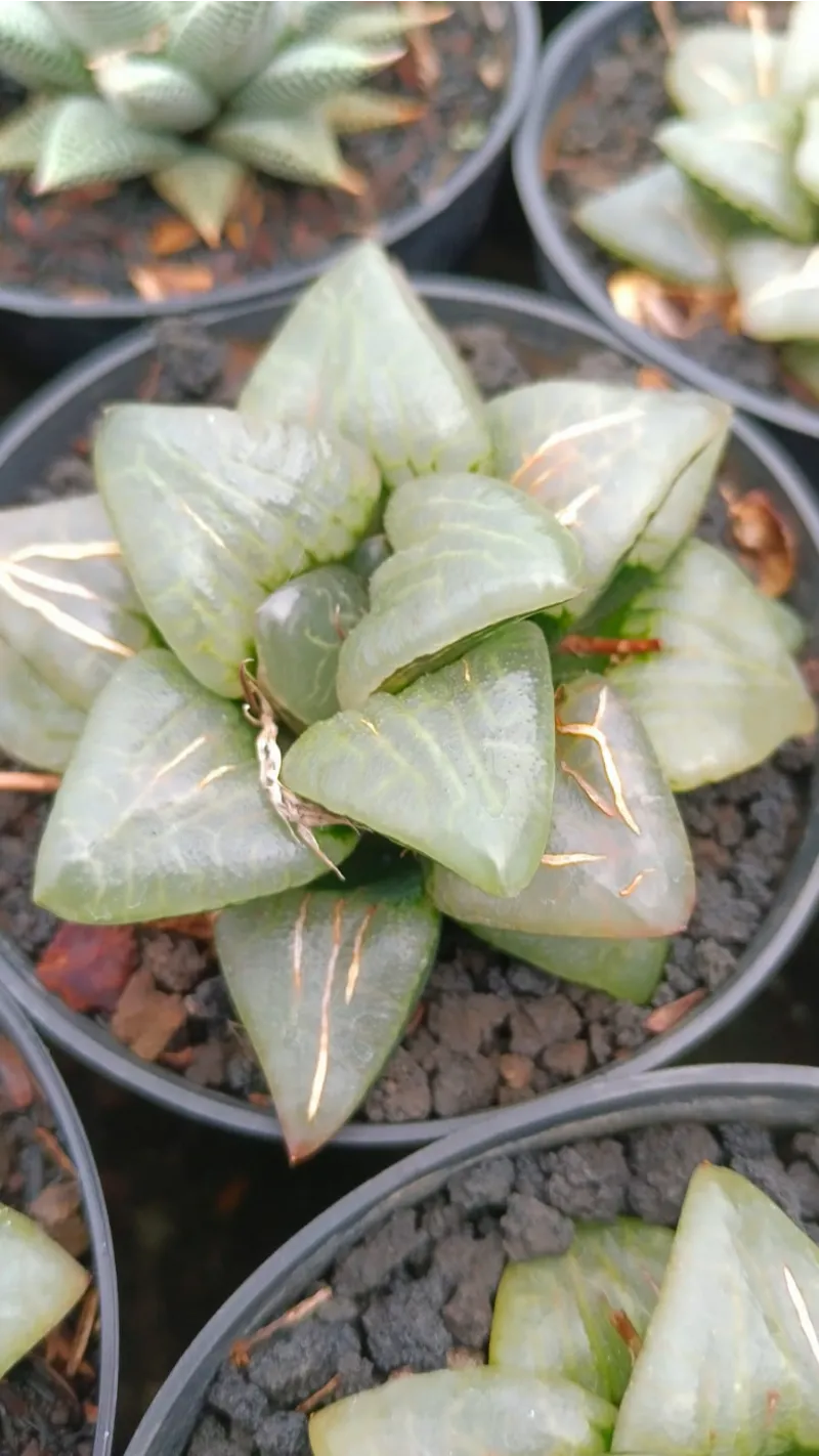 Haworthia category