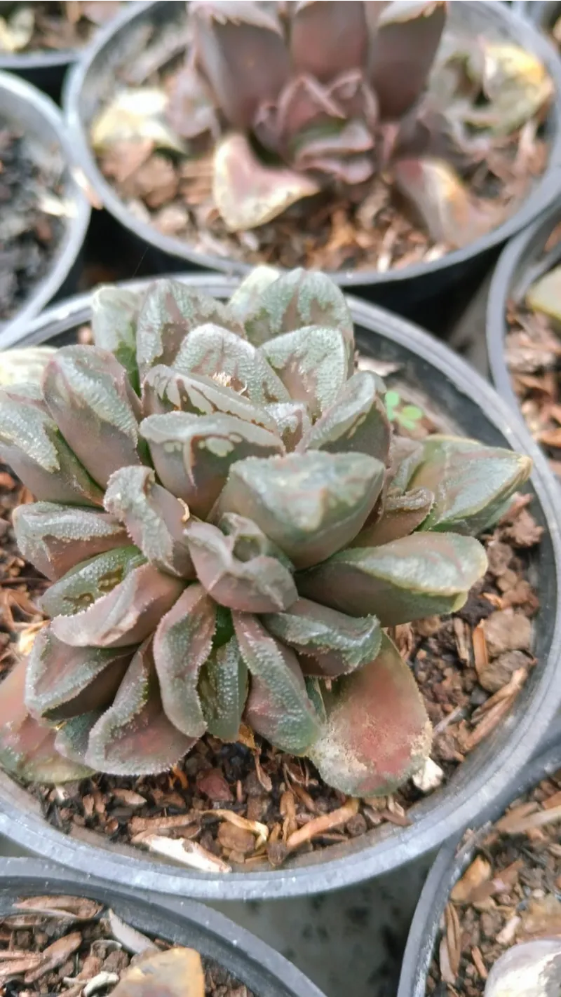 Haworthia rosette plant