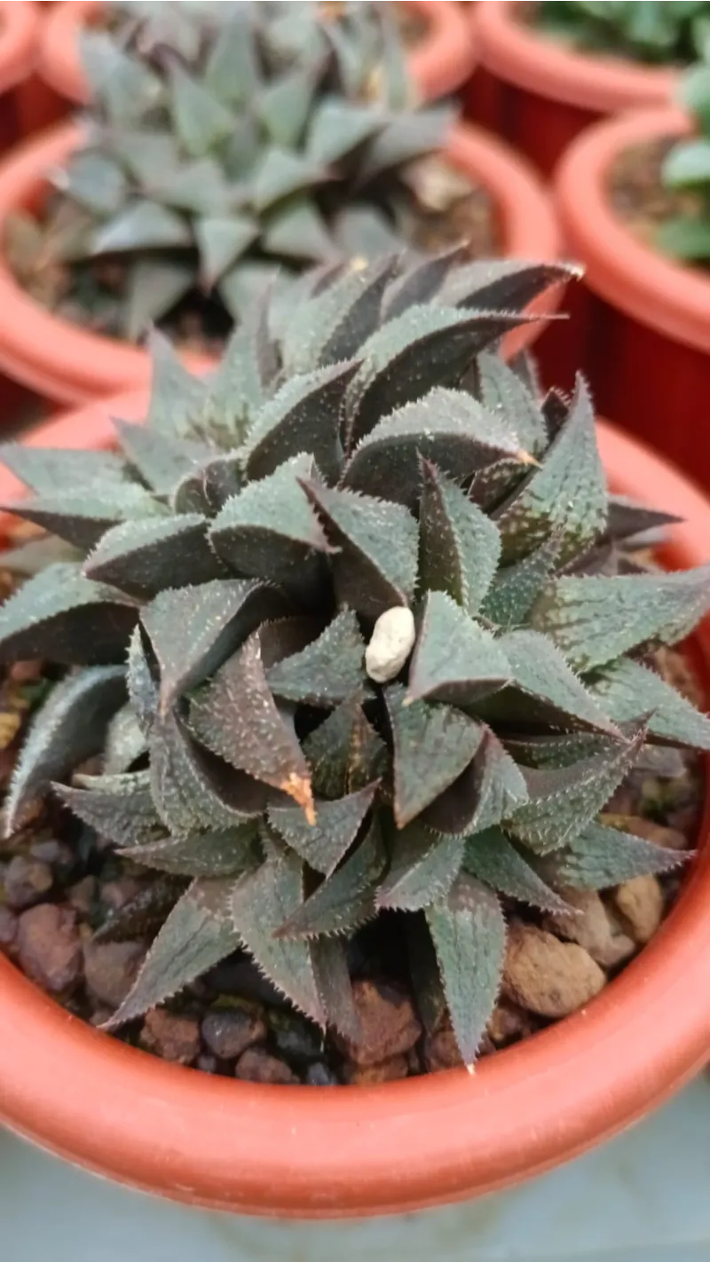 Haworthia premium specimen