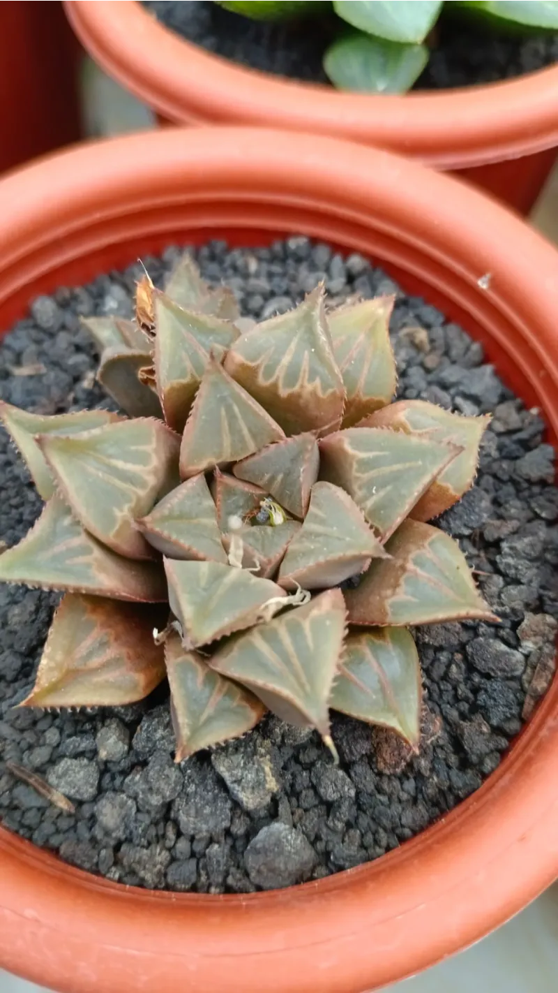 Haworthia variegated rare