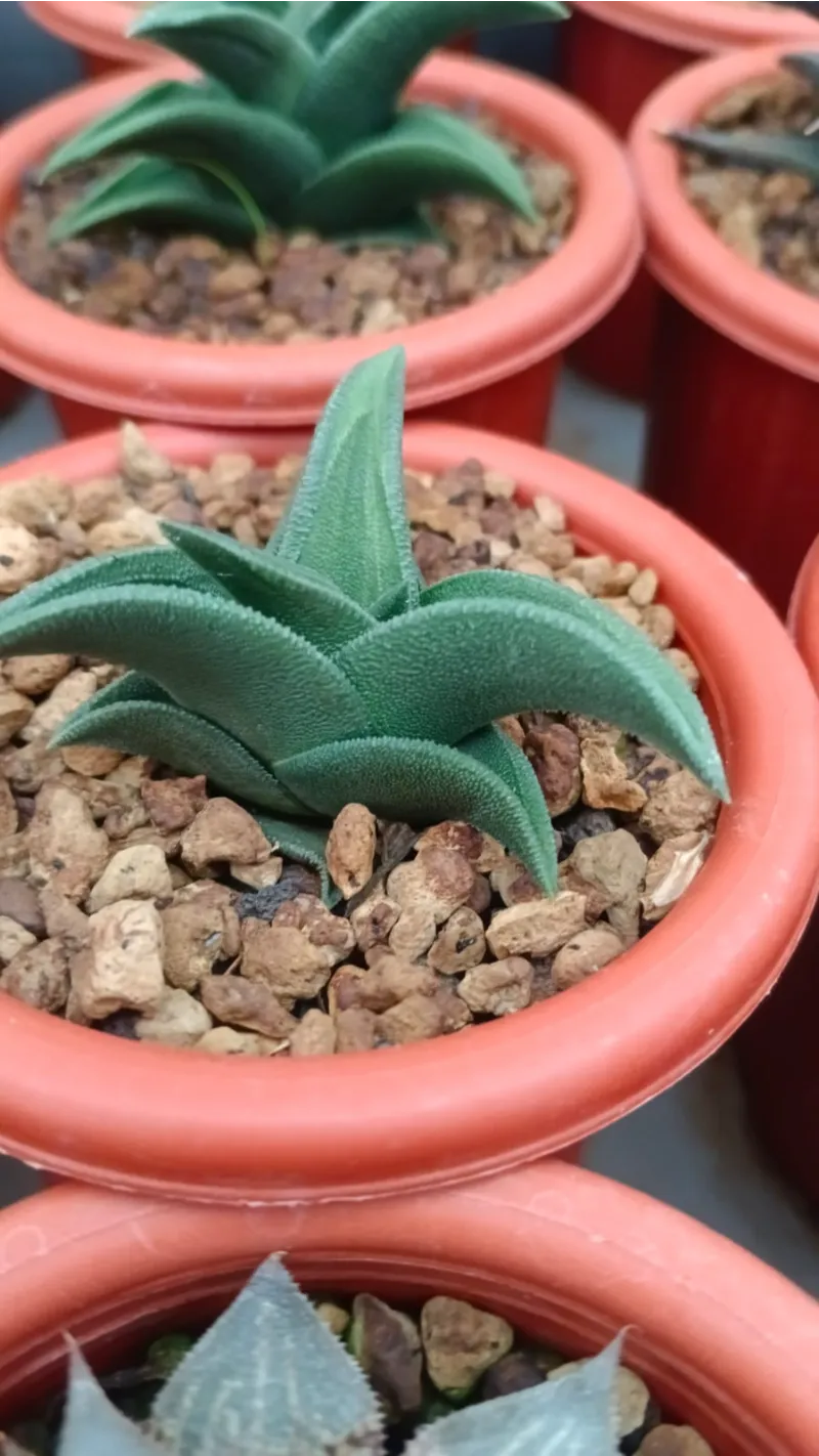 Haworthia specimen rare