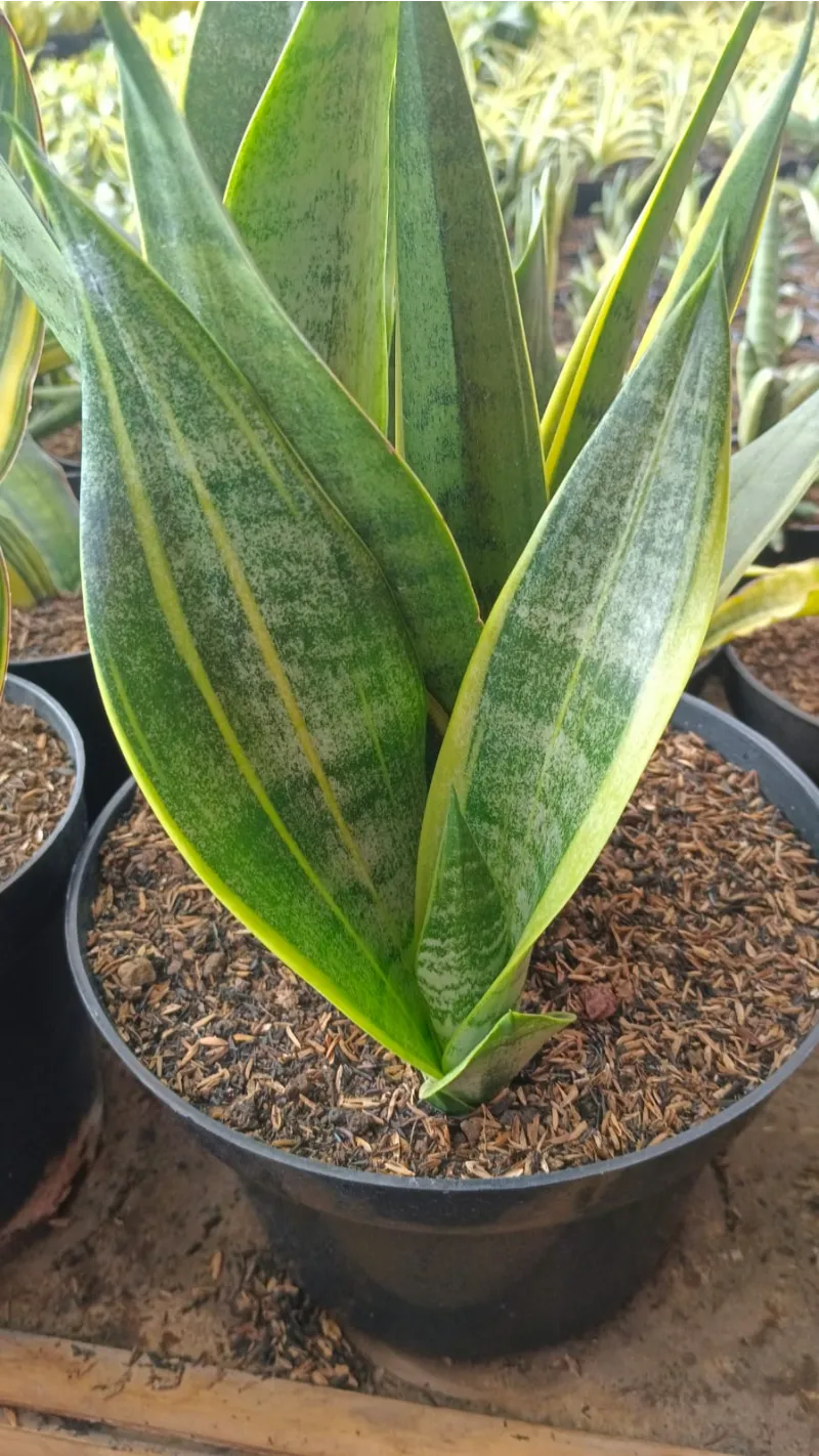 Sansevieria category