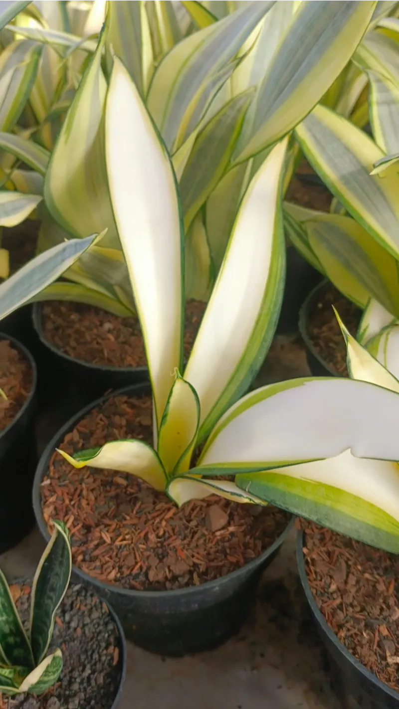 Sansevieria variegated specimen