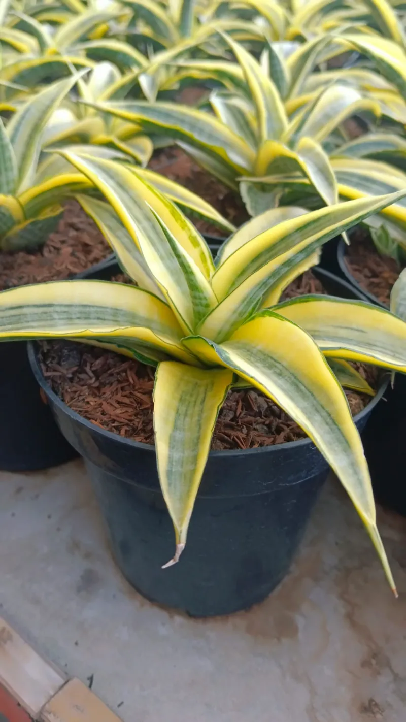 Sansevieria hybrid plant