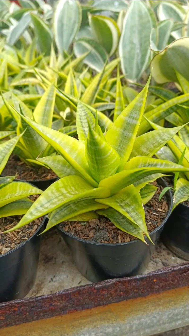 Sansevieria variegated rare specimen