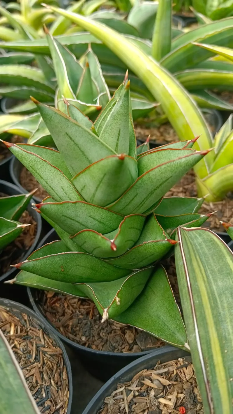 Sansevieria hybrid rare specimen