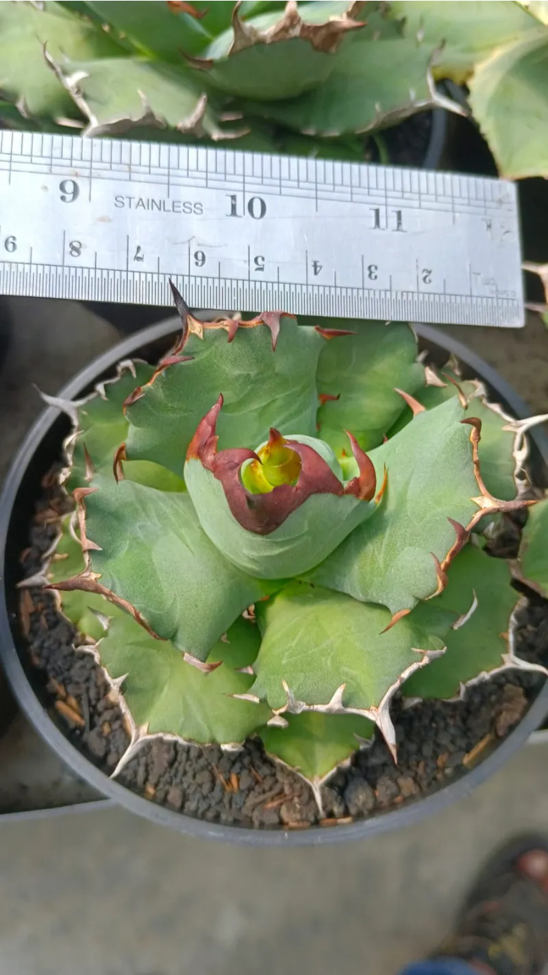 Succulent category
