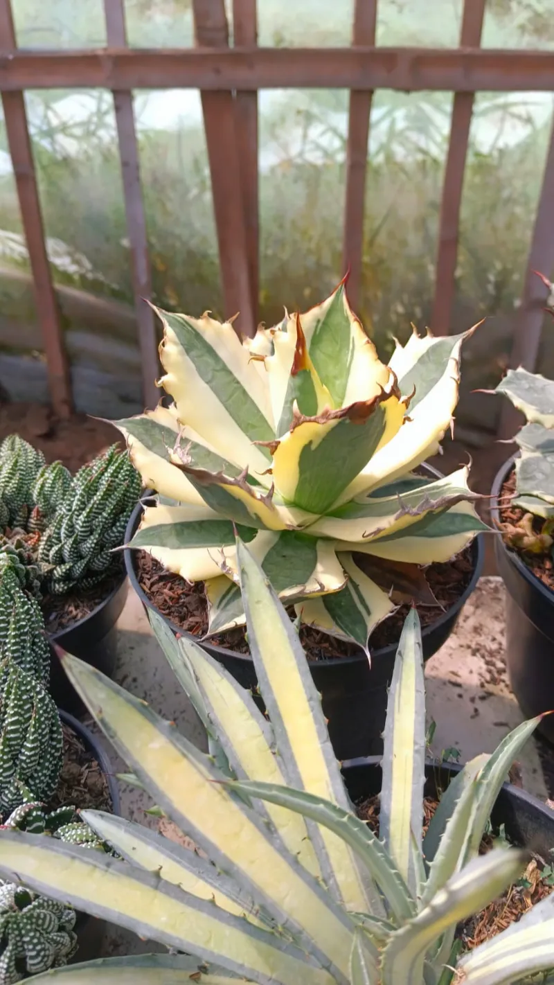 Succulent mix specimen