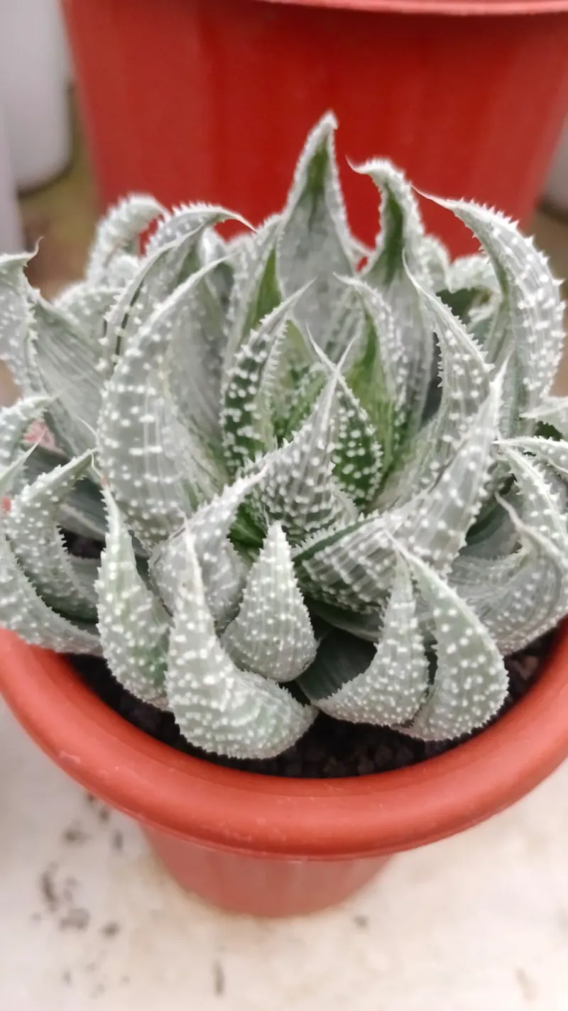 Succulent collector rare